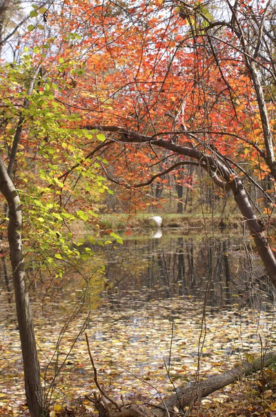 Fall__merton's_pond