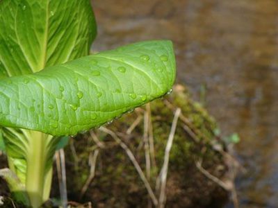 New_skunk_cabbage