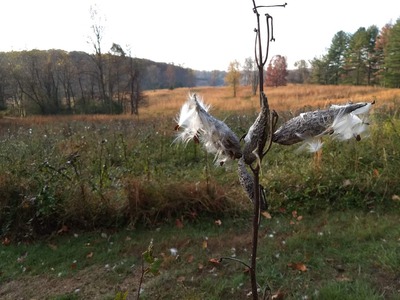 Milkweed