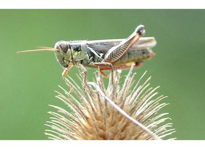 Grass_hopper_1