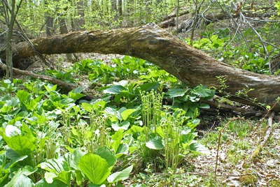 Skunk_cabbage