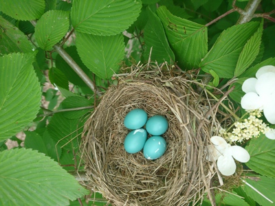 Robins'_eggs_in_nest