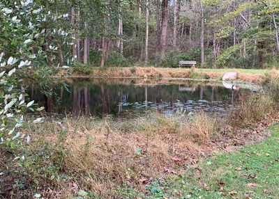 Ann_dean_merton_pond