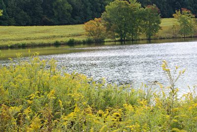 Lake_of_the_saints_with_goldenrod
