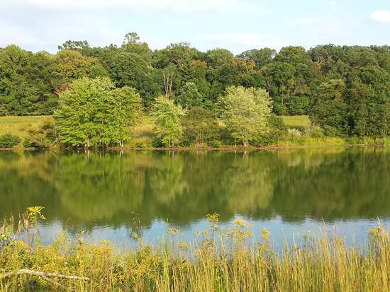 Goldenrod by the Lake of the Saints.
